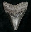 Juvenile Megalodon Tooth - South Carolina #10665-1